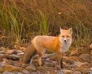 raposa-vermelha (1)
