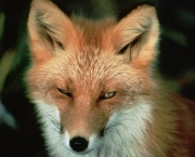 raposa-vermelha (3)