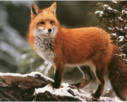 raposa-vermelha (4)
