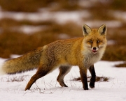 raposa-vermelha (5)