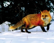 raposa-vermelha (6)