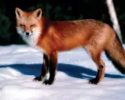 raposa-vermelha (7)