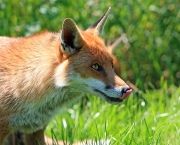 raposa-vermelha (8)