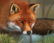 raposa-vermelha (12)