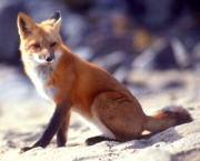 raposa-vermelha (16)