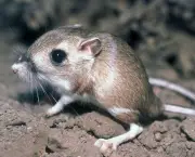 Rato-Canguru (1)