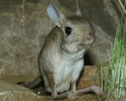 Rato-Canguru (2)