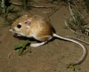 Rato-Canguru (8)