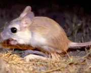 Rato-Canguru (9)