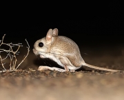 Rato-Canguru (10)