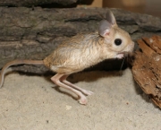 Rato-Canguru (11)
