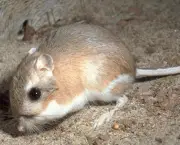 Rato-Canguru (12)