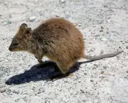 Rato-Canguru (15)