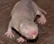 Rato Toupeira Pelado (3)