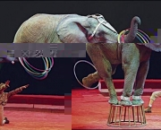 Reportagem Sobre a Vida dos Animais nos Circos (7).jpg