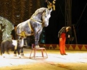 Reportagem Sobre a Vida dos Animais nos Circos (14).jpg