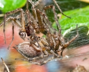 Reprodução das Aranhas e Teias (3)