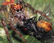Reprodução das Aranhas e Teias (9)