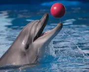 Reprodução e Tempo de Gestação dos Golfinhos (2)