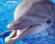 Reprodução e Tempo de Gestação dos Golfinhos (3)