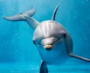 Reprodução e Tempo de Gestação dos Golfinhos (6)
