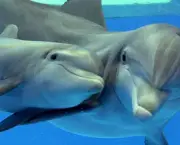Reprodução e Tempo de Gestação dos Golfinhos (7)