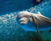 Reprodução e Tempo de Gestação dos Golfinhos (8)