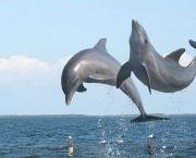 Reprodução e Tempo de Gestação dos Golfinhos (10)