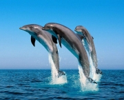 Reprodução e Tempo de Gestação dos Golfinhos (11)