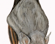 Rhinophylla Pumilio (7)