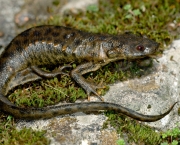 Salamandra de Costelas Salientes (1)
