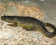 Salamandra de Costelas Salientes (2)