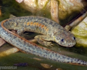 Salamandra de Costelas Salientes (3)