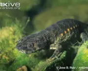 ARKive image GES062800 - Sharp-ribbed salamander