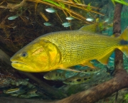 Dourado (Salminus brasiliensis), a large, predatory gamefish fou