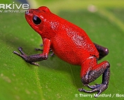 ARKive image GES135479 - Strawberry poison frog