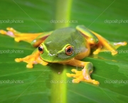 Beautiful green frog sitting on leaf