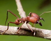 formigas-sauvas-formiga-4-estudo-azul