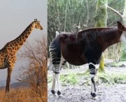 Semelhanças Ocapi e Girafa (2)