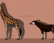 Semelhanças Ocapi e Girafa (3)