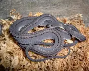 Serpente (1)