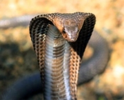 http://www.dreamstime.com/stock-image-cobra-snake-india-photo-king-image47345281