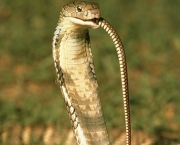 Serpentes Venenosas (2)