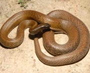 Serpentes Venenosas (4)