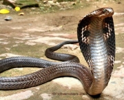Serpentes Venenosas (6)