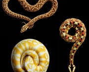 Serpentes Venenosas (17)