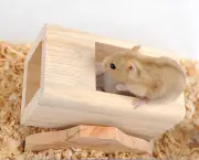 Serragem para Hamster (1)