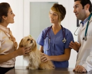 Sinal de Negligência - Cuidados com os Pets (2)