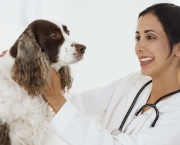 Sinal de Negligência - Cuidados com os Pets (3)