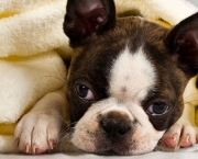Sinal de Negligência - Cuidados com os Pets (5)